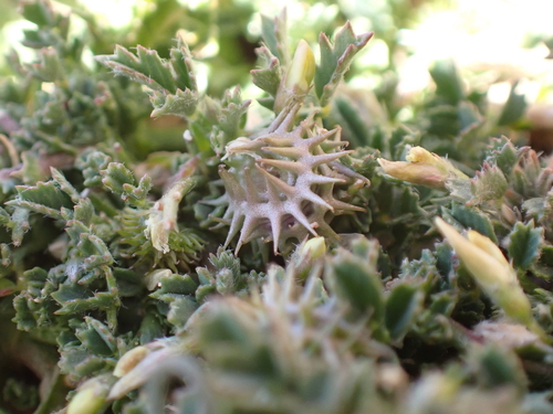 Medicago laciniata iNat (3)