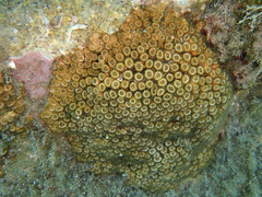 Cladocora caespitosa