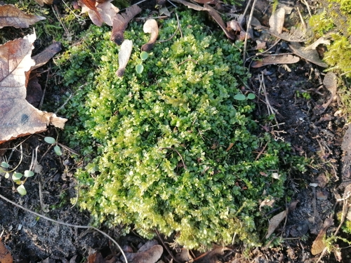 Image of Plagiomnium affine by (c) Daniel Buczkiewicz, some rights reserved (CC BY-SA)
