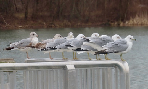 Ring-billed Gull photographed in Maryland