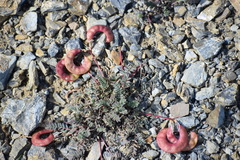 Astragalus nutzotinensis