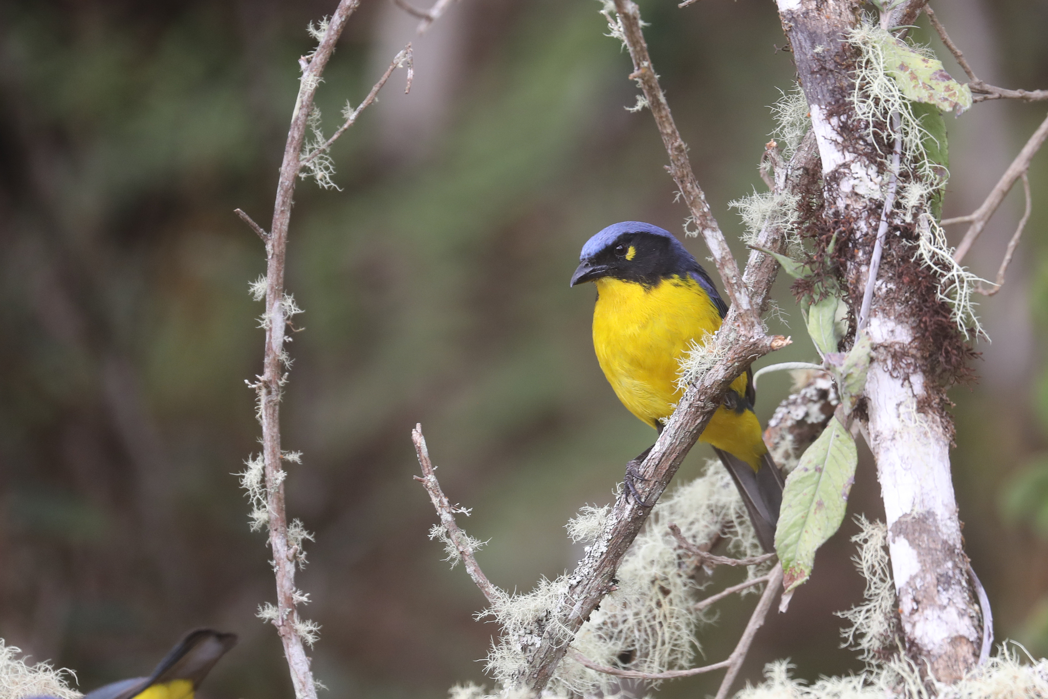 Black-cheeked Mountain Tanager illustration