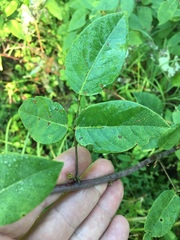 Desmodium laevigatum