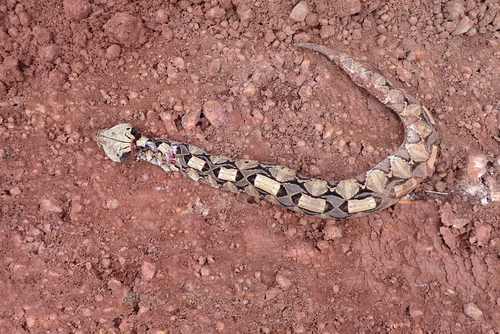 Gaboon Viper