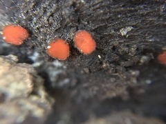Scutellinia olivascens