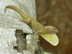 Anolis jubar albertschwartzi