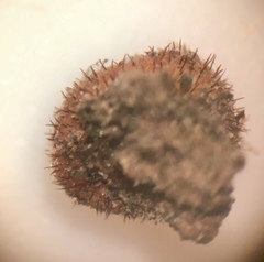 Scutellinia olivascens