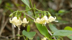 Chiococca pachyphylla