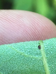 Desmodium laevigatum