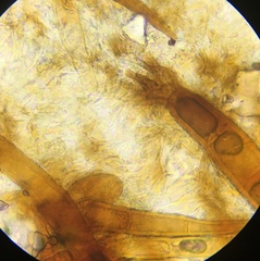 Scutellinia olivascens
