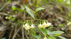 Chiococca pachyphylla