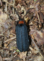 Lopheros fraternus