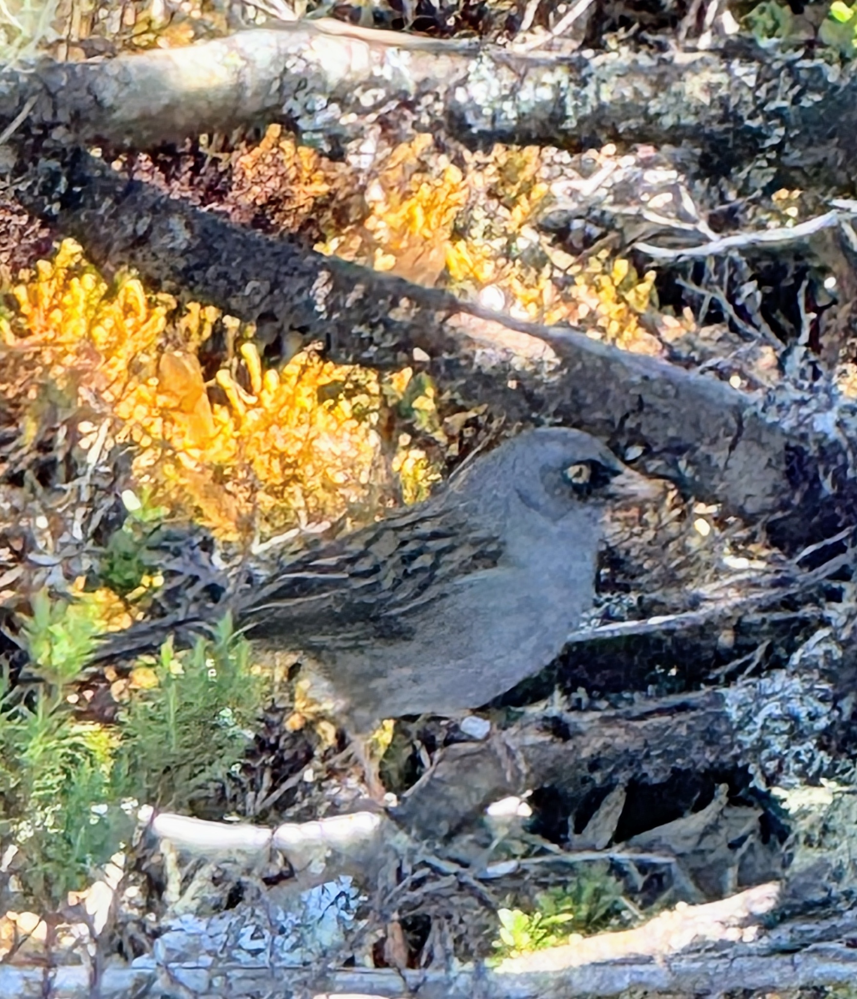 Volcano Junco (Junco vulcani), photo 8
