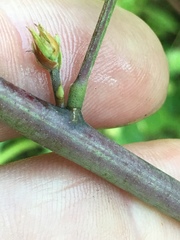 Desmodium laevigatum