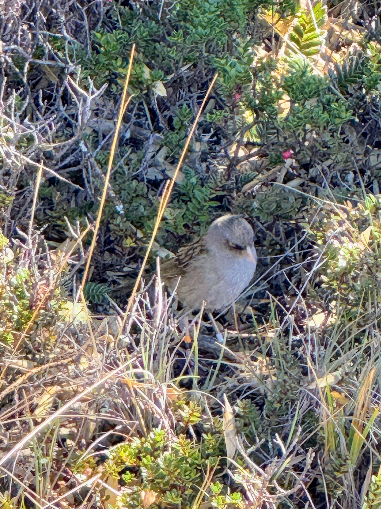 Volcano Junco (Junco vulcani), photo 9
