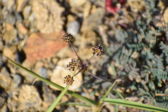 Bupleurum americanum