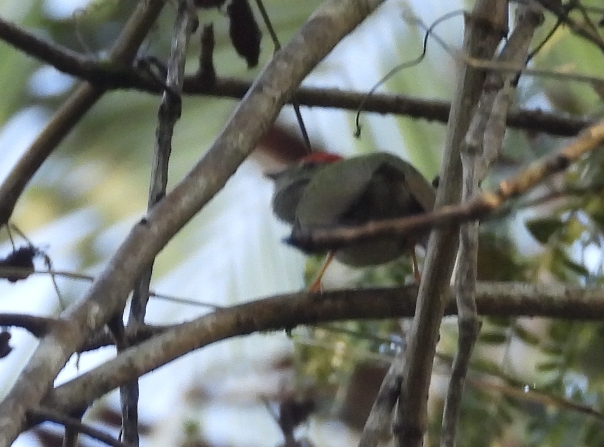 Lance-tailed Manakin (Chiroxiphia lanceolata), photo 7