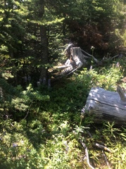 Canachites canadensis