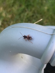 Eremocoris