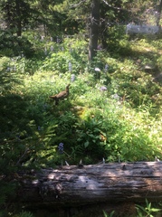 Canachites canadensis