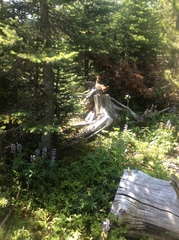 Canachites canadensis