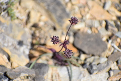 Bupleurum americanum