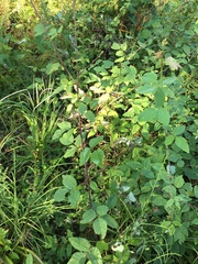 Desmodium laevigatum