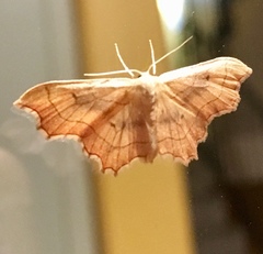 Idaea emarginata