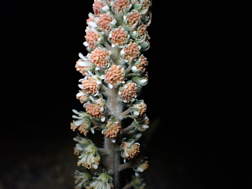 Image of Reseda villosa by (c) Sylvain Eichhorn, some rights reserved (CC BY)