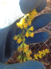 Solidago spathulata