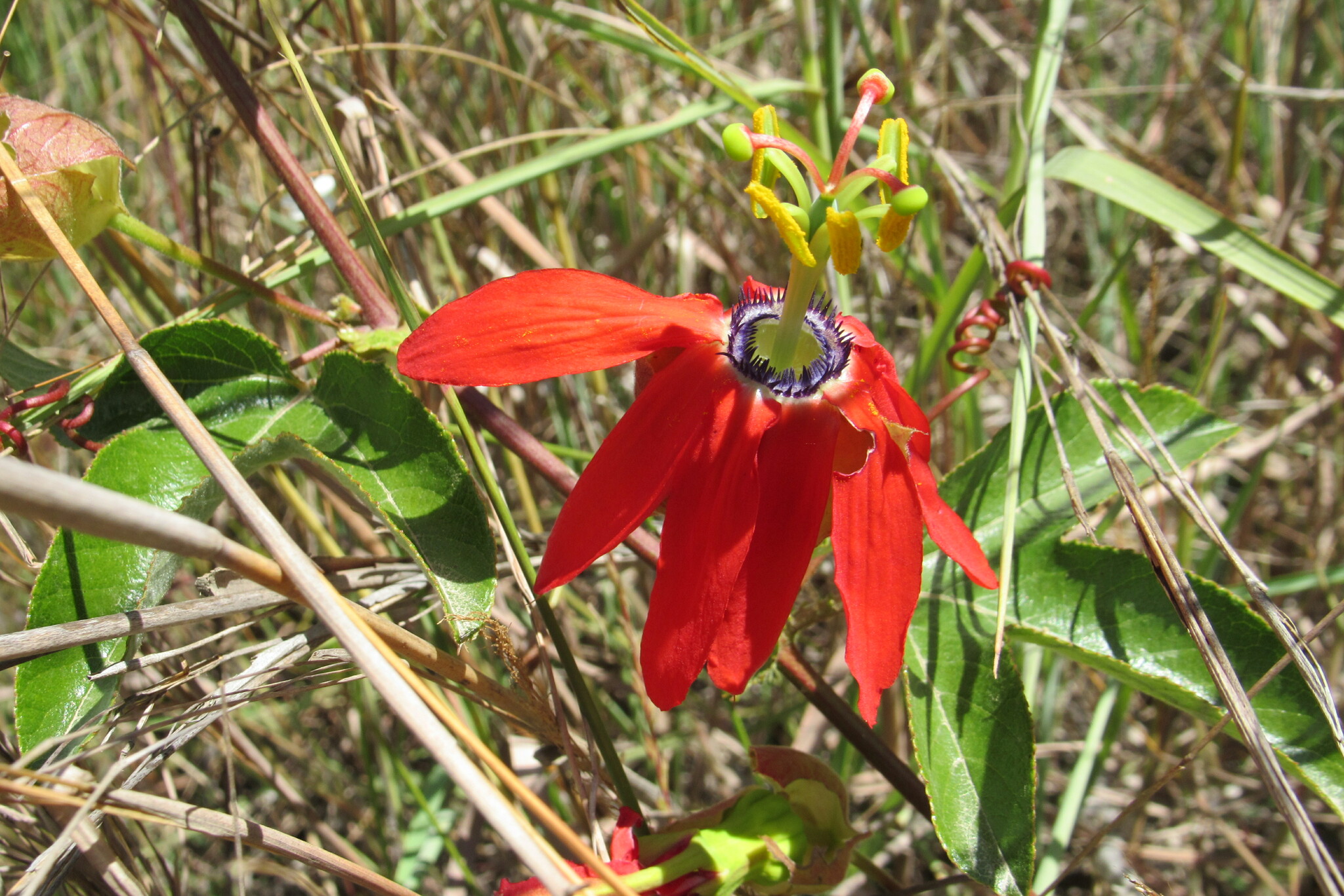 Imagem de Maracujá-vermelho