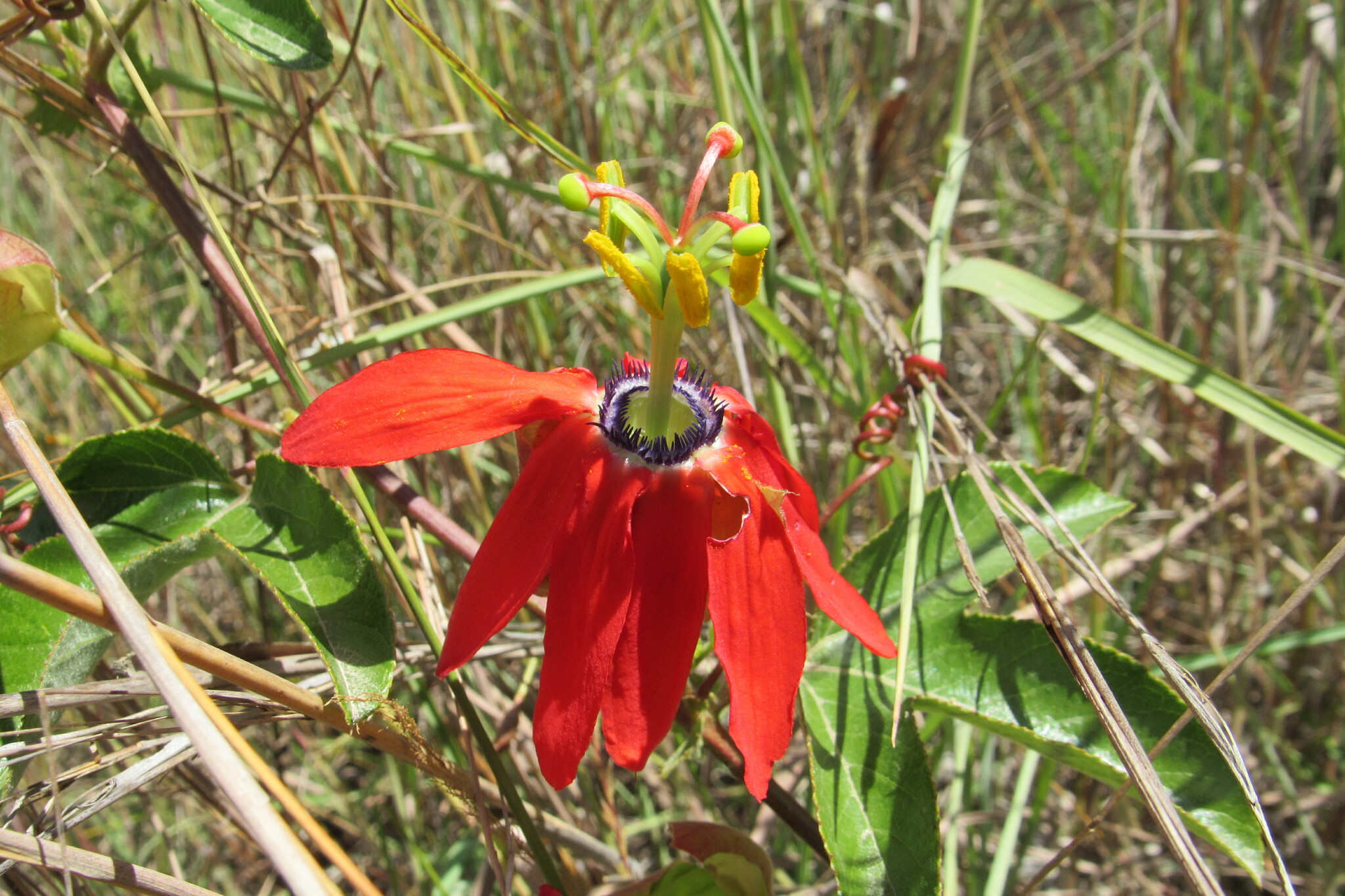 Imagem de Maracujá-vermelho