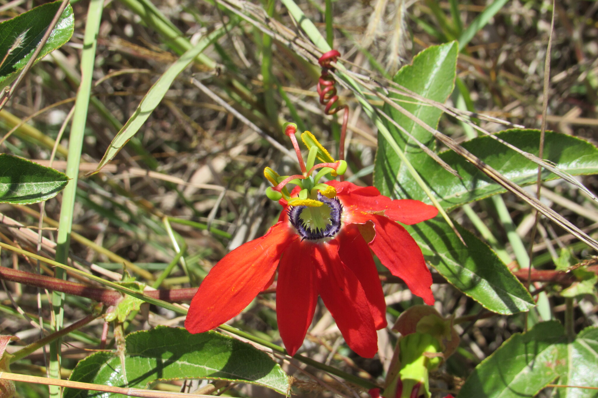 Imagem de Maracujá-vermelho