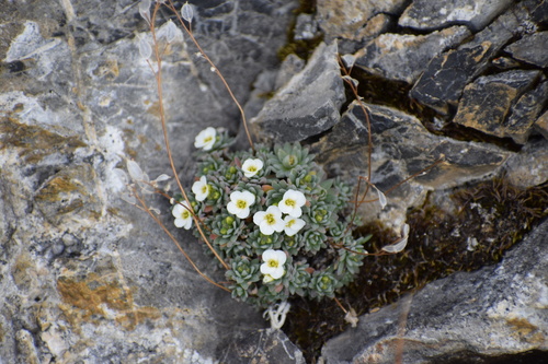 Palander's Whitlow-grass (Draba palanderiana)