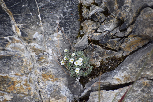 Image of Draba palanderiana by (c) Syd Cannings, some rights reserved (CC BY)