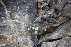 Draba palanderiana