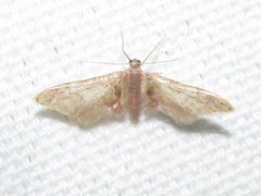 Idaea furciferata