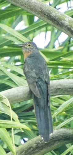 Sulawesi Brush Cuckoo (Cacomantis virescens), photo 5