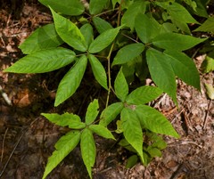 Rubus canadensis
