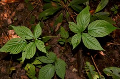 Rubus canadensis