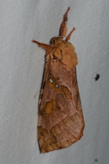Sthenopis purpurascens
