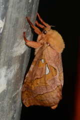 Sthenopis purpurascens