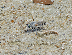 Laphystia litoralis