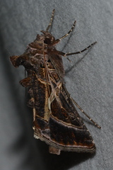 Autographa flagellum