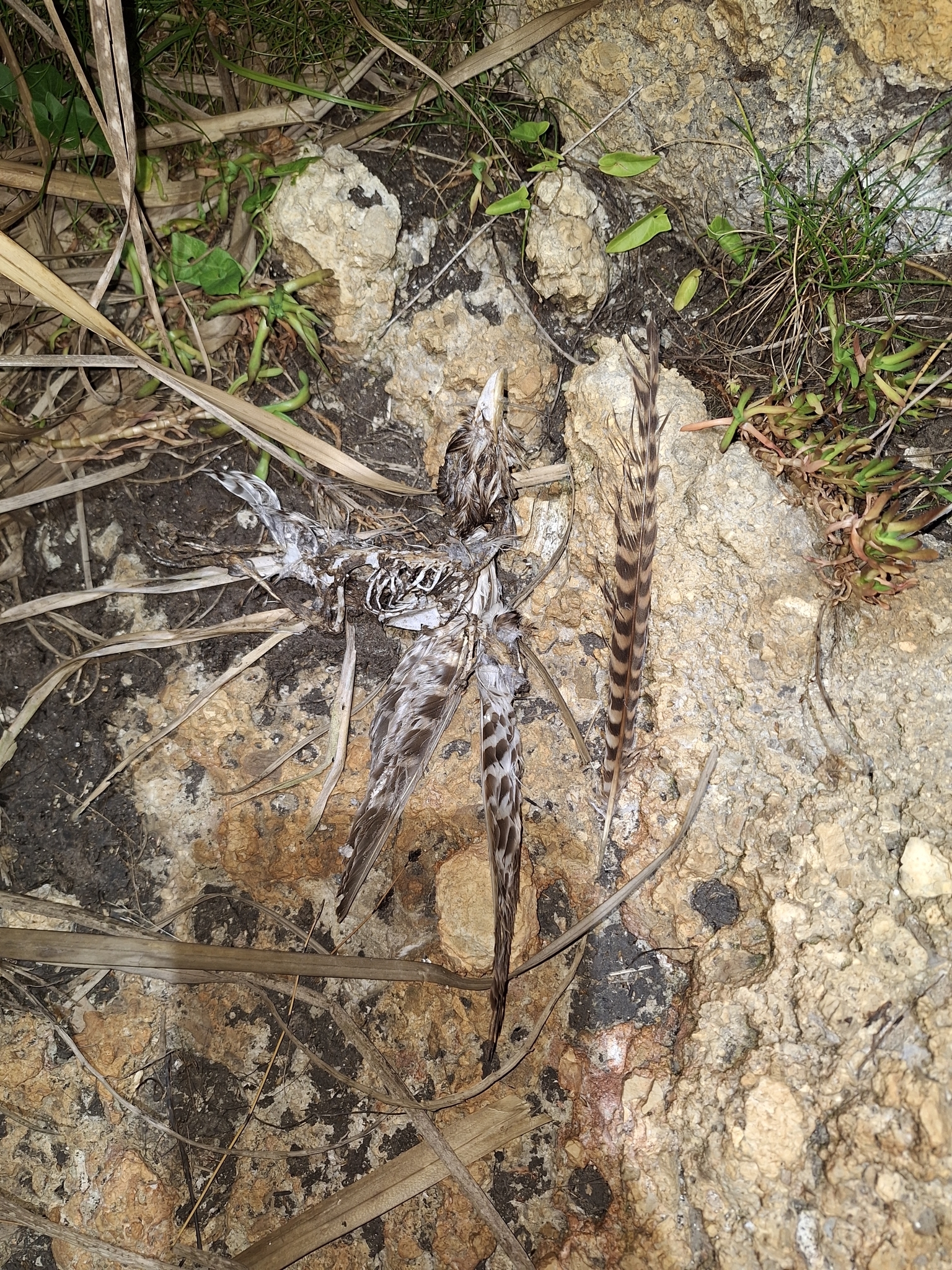 Long-tailed Koel (Urodynamis taitensis), photo 5