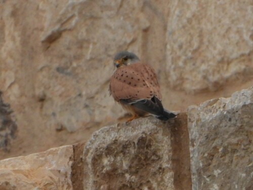 Eurasian Kestrel