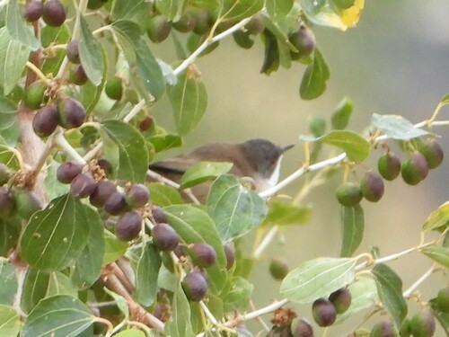 Sardinian Warbler