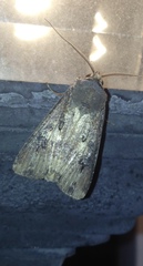 Agrotis ipsilon