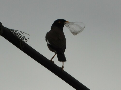 Common Myna