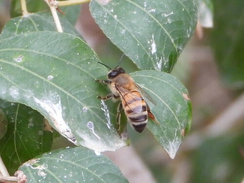 Western Honey Bee
